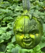 Кабачок с лицом злого младенца.webp