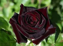Самая черная роза в мире.webp