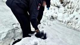 В Брянской области поезд насмерть сбил парня тело нашли без головы.webp